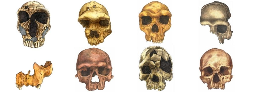 Middle–Late Pleistocene hominin crania compared to Homo sapiens