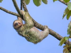 image of a sloth in a tree