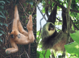 A gibbon (left) and a two-toed sloth (right) demonstrate antipronograde behavior