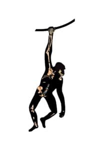 drawing of Australopithecus sediba silhouette hanging from branch