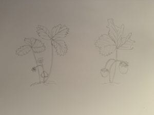 Transformation Flower Drawing