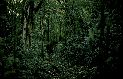 Image of the rain forest