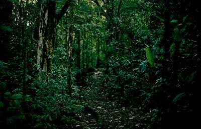 Image of forest in Costa Rica