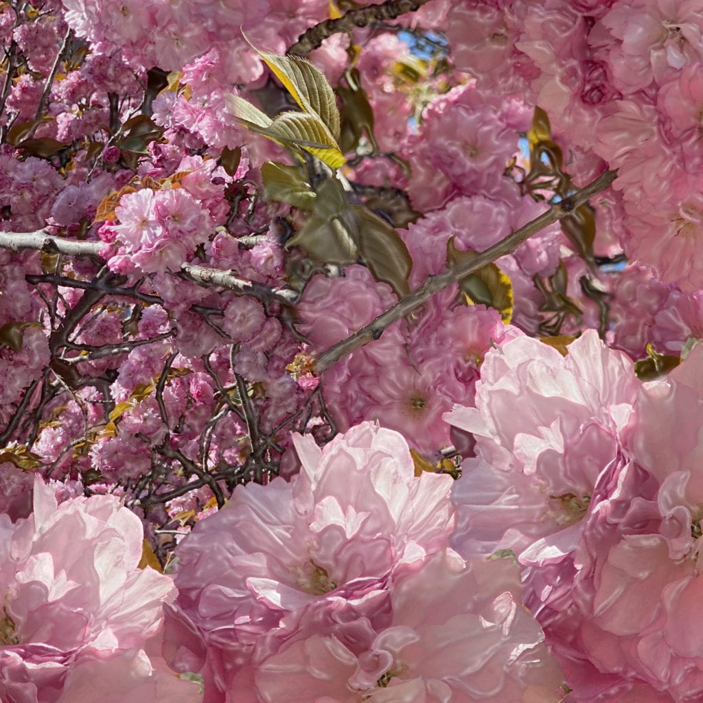 Flower Collage