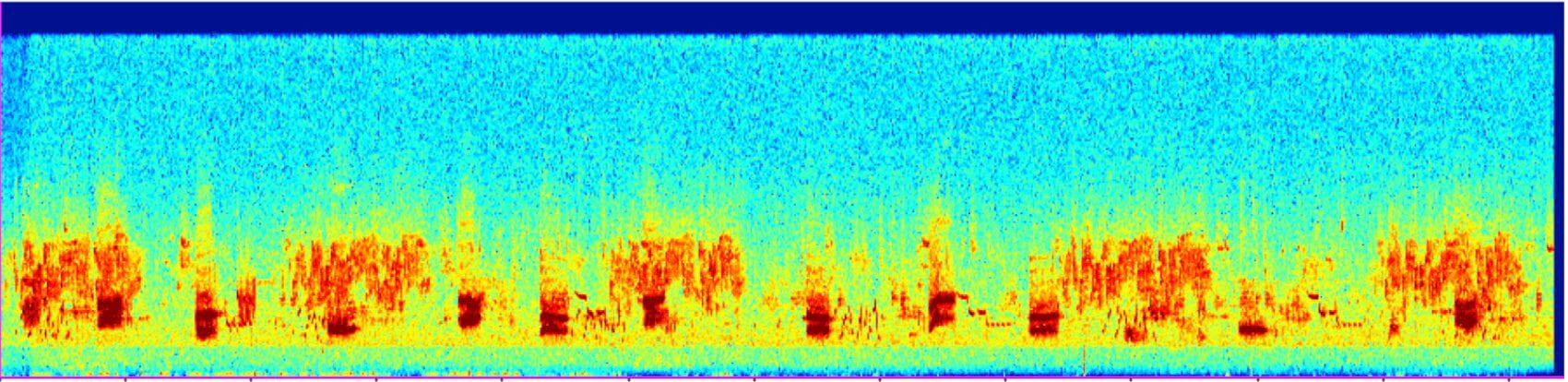 Wave form of bird audio