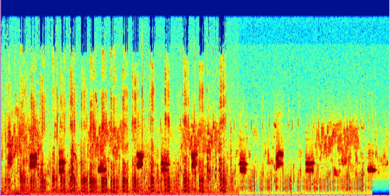 Wave form of bird audio