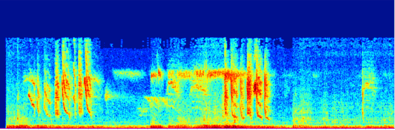 Wave form of bird audio