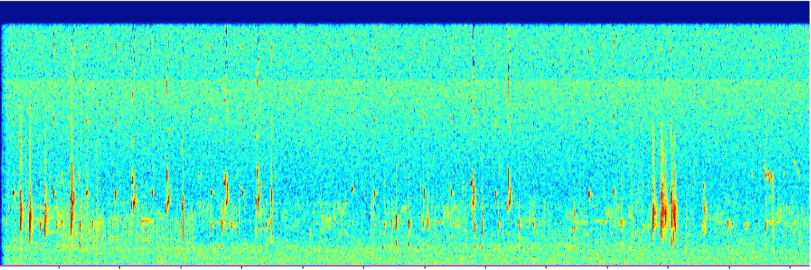 Wave form of bird audio