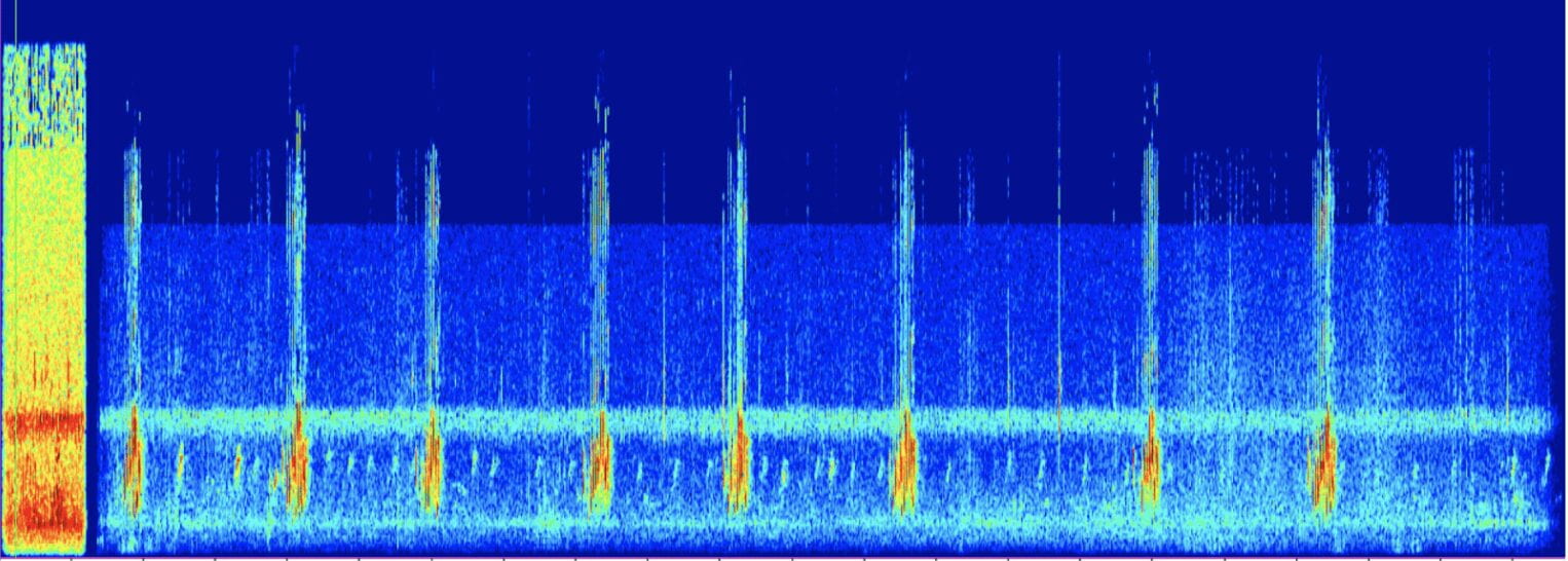 Wave form of bird audio