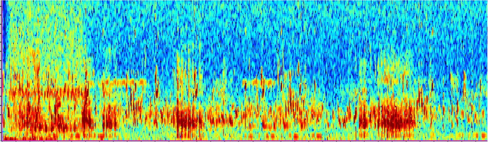 Wave form of bird audio