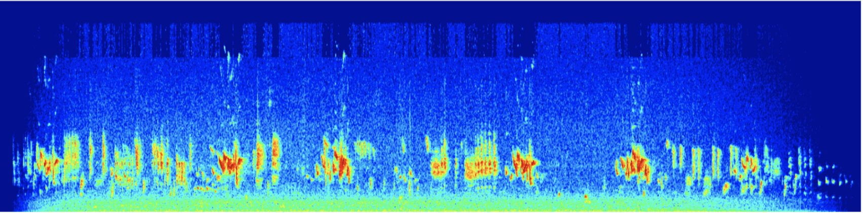 Wave form of bird audio