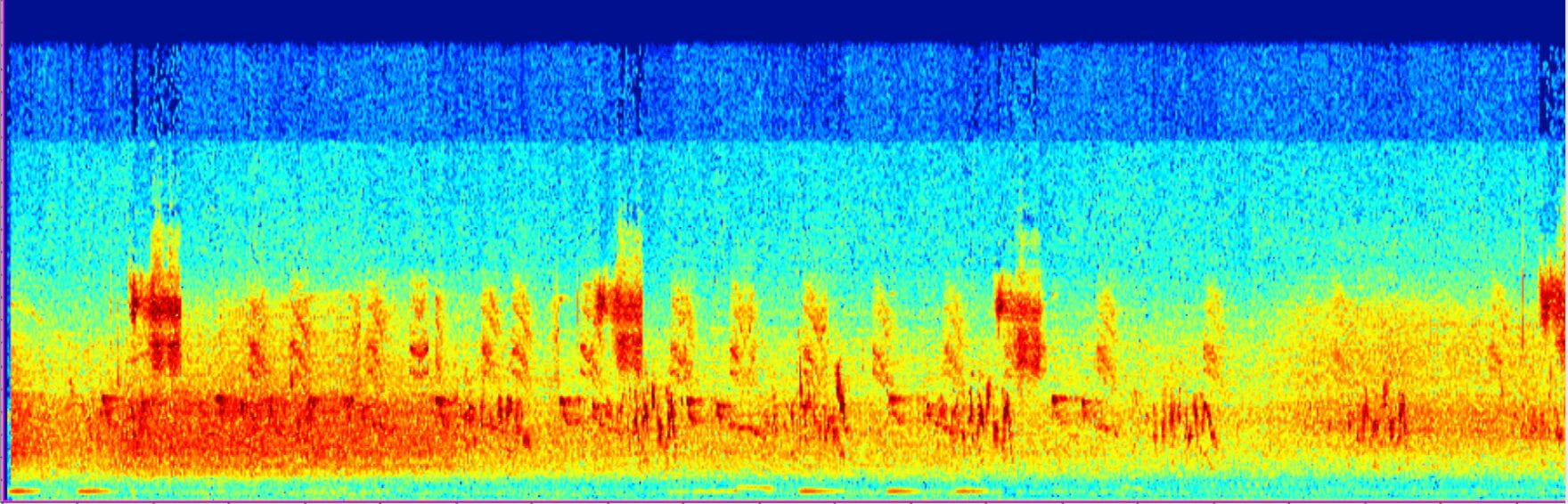 Wave form of bird audio