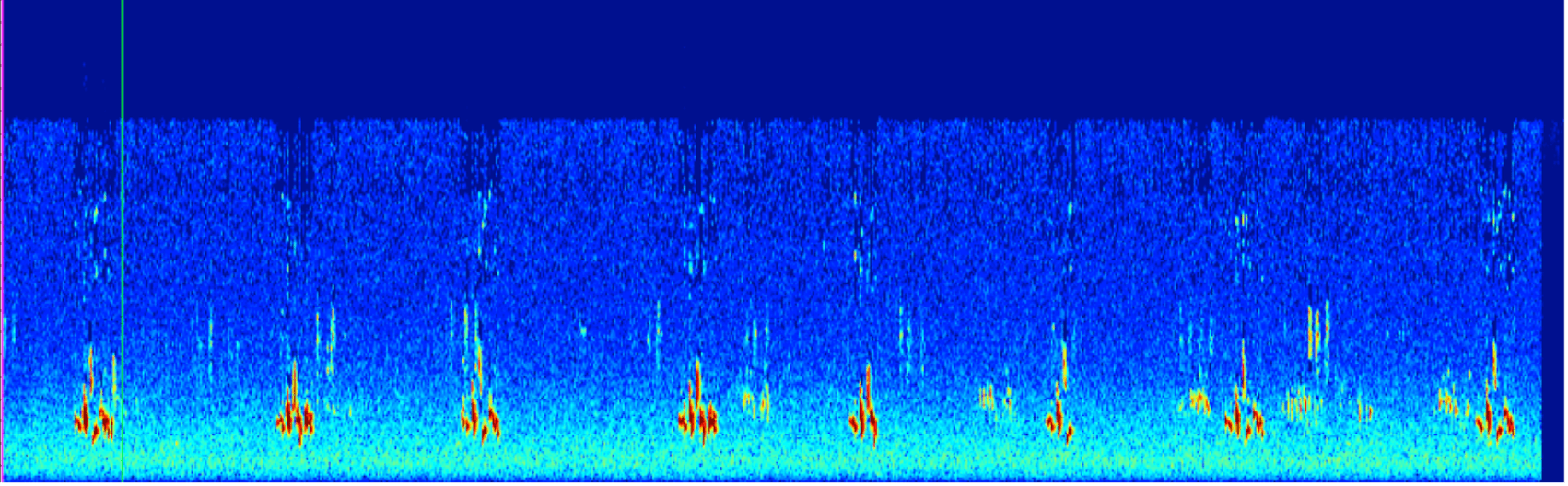 Wave form of bird audio