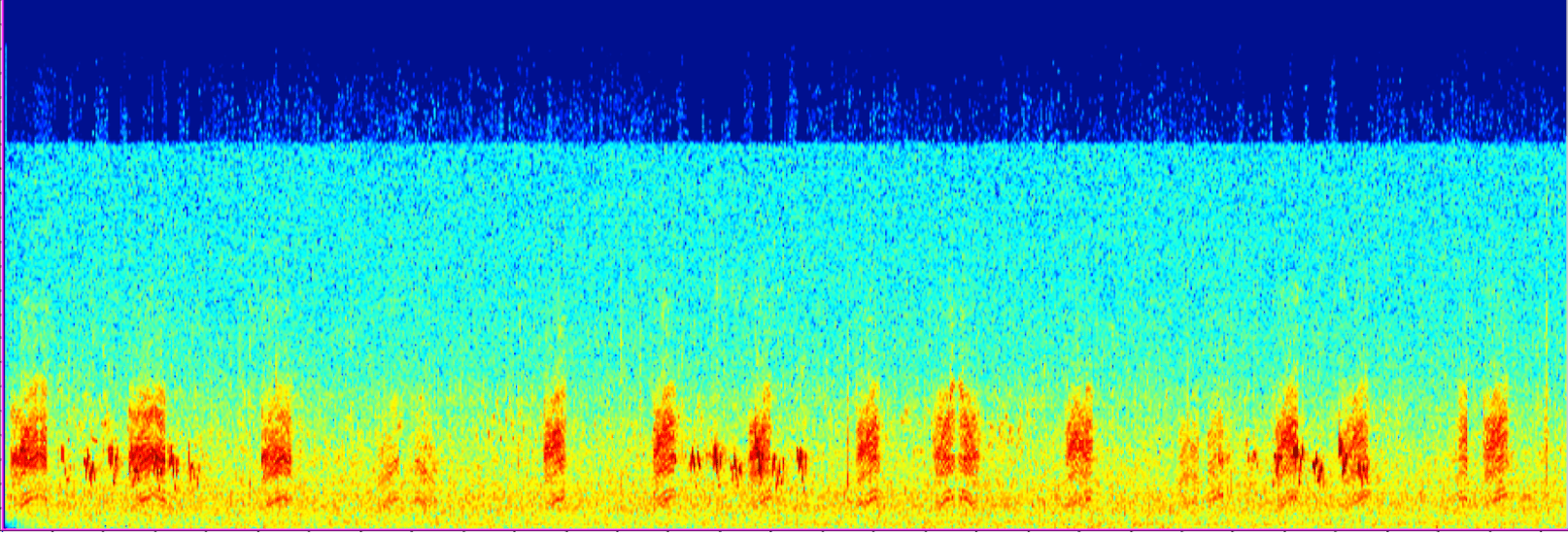 Wave form of bird audio