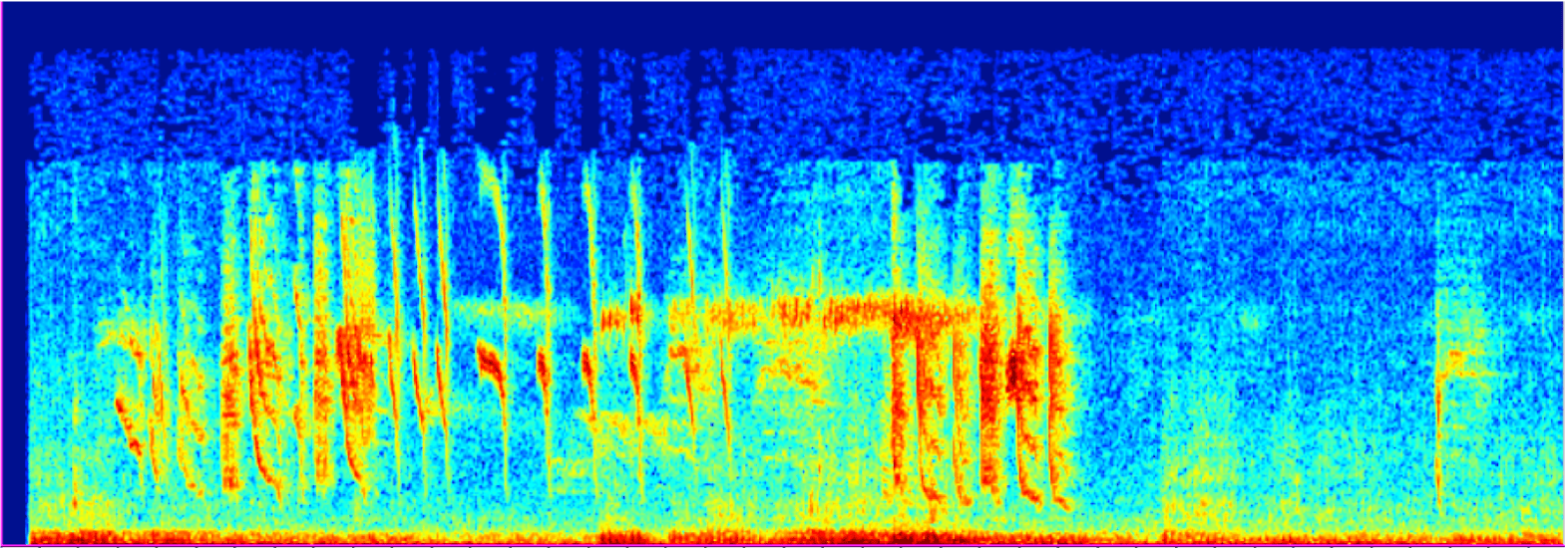 Wave form of bird audio