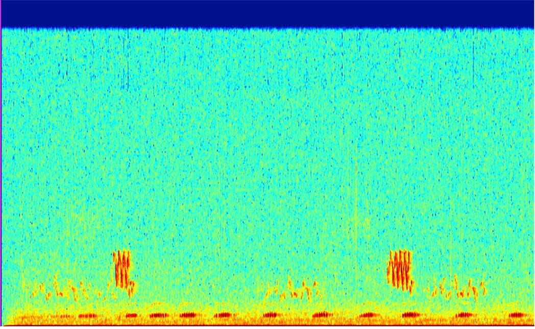 Wave form of bird audio