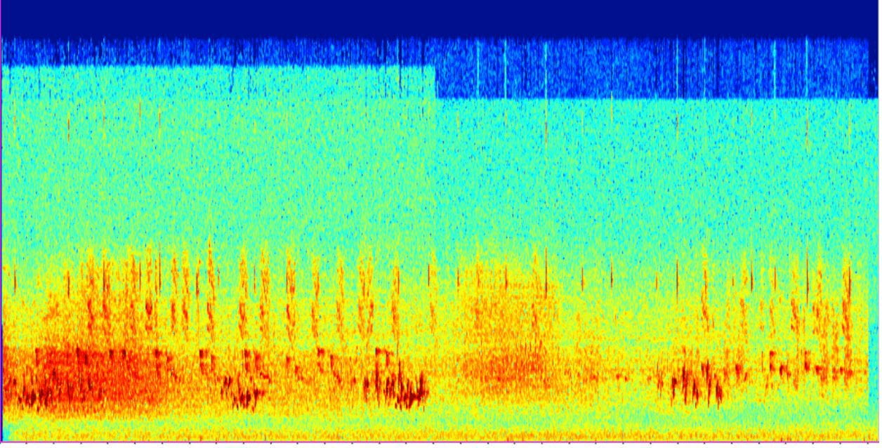 Wave form of bird audio