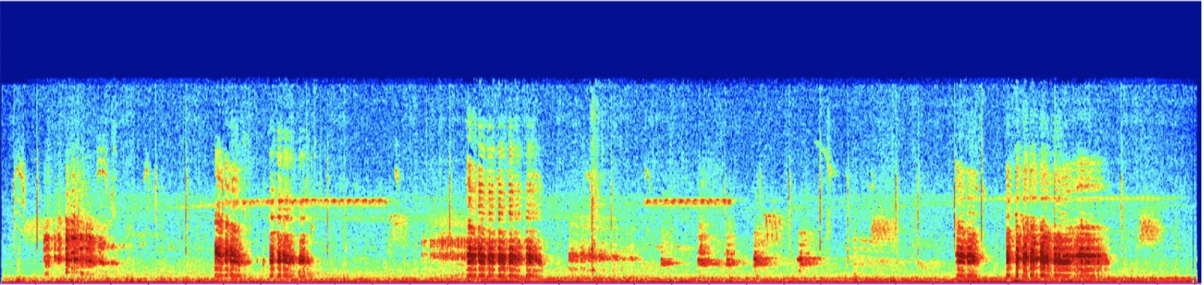 Wave form of bird audio