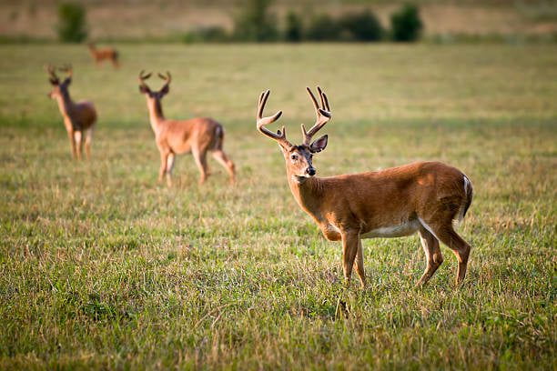 Herd of deer