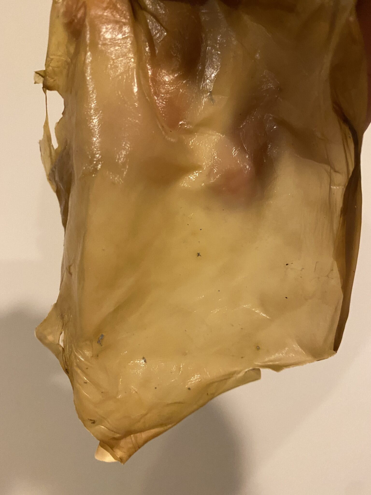 scoby