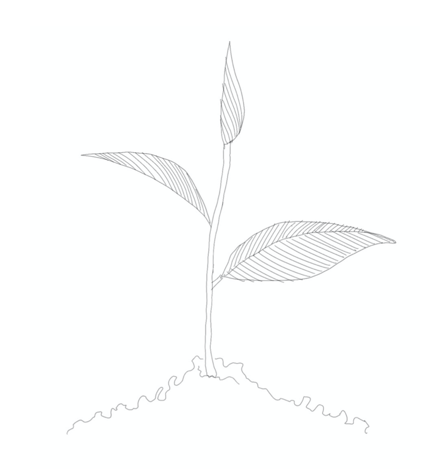 Line drawing of a plant