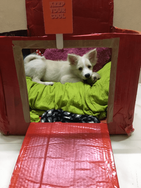 Loki (a small white dog) sitting comfortably in a red doghouse made of cardboard, chewing on his toy. The entrance to the pup house says, "Keep your cool"