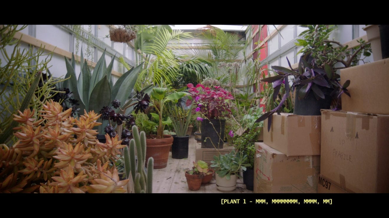 A collection of plants inside a greenhouse