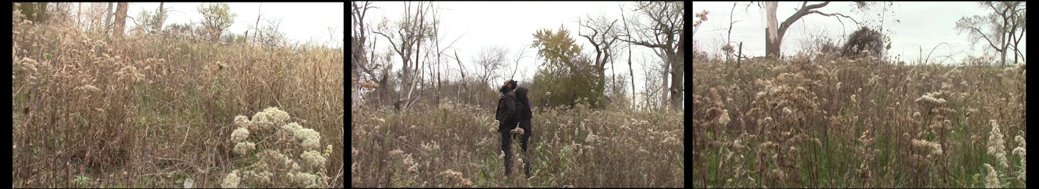 Still from a three channel video showing people standing in a field of dry plants