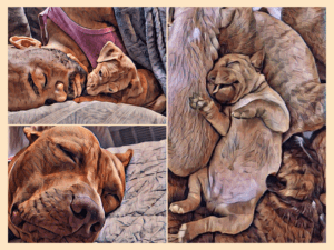 Collage of three images showing the head of a dog, a man cuddling with a puppy and a puppy laying on its back