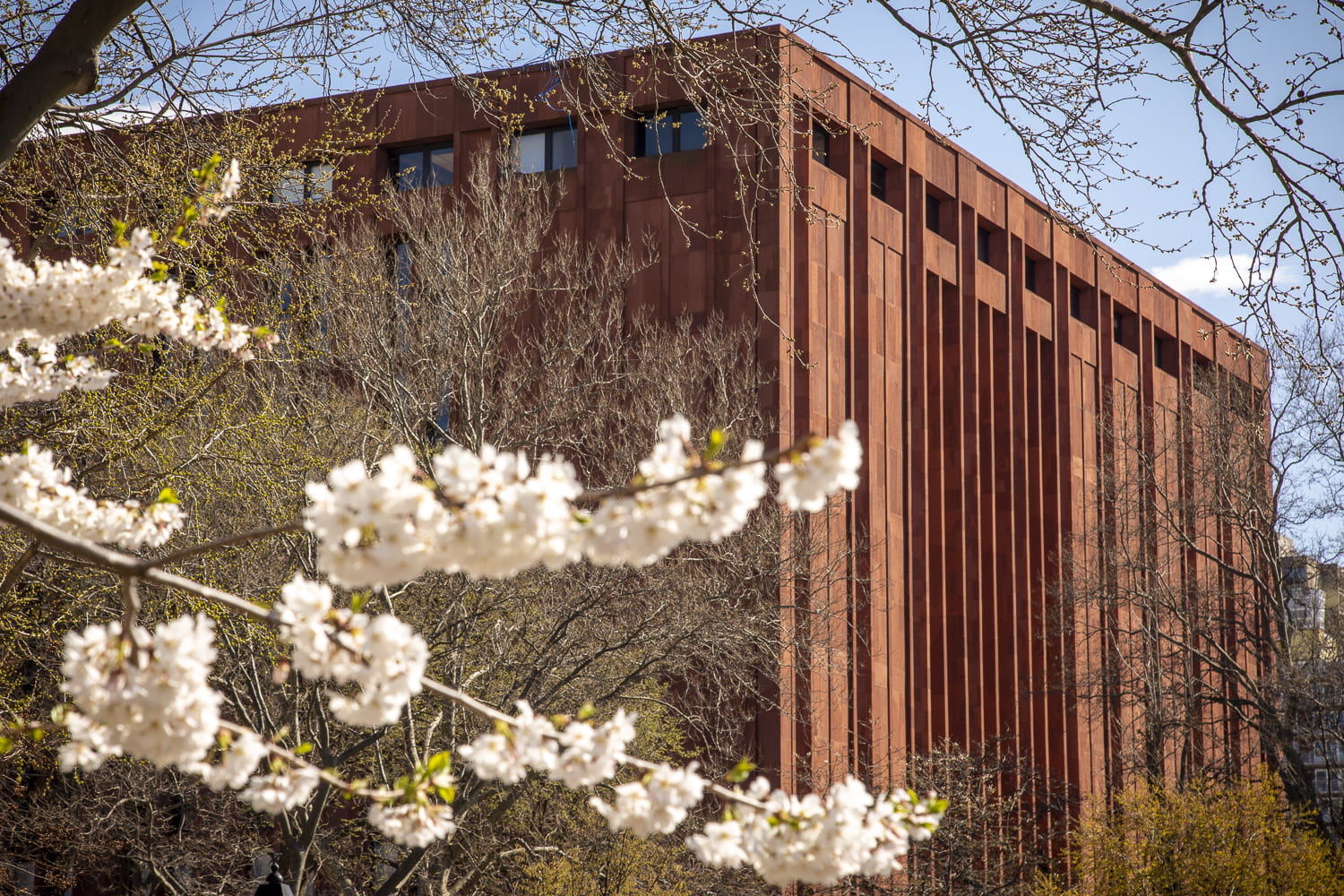 Bobst library with flowers in the foreground