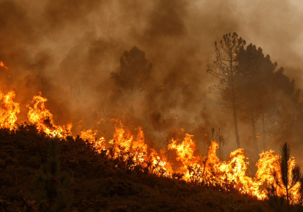 Wildfire tearing through trees and bushes.