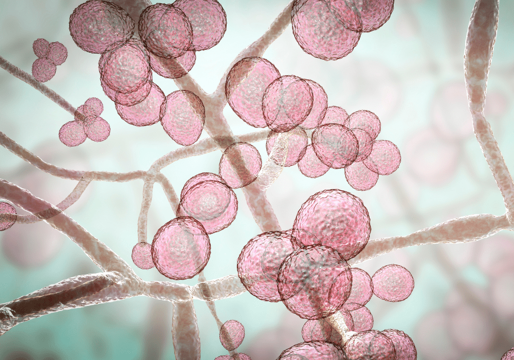 3D illustration of the Candida auris fungi.