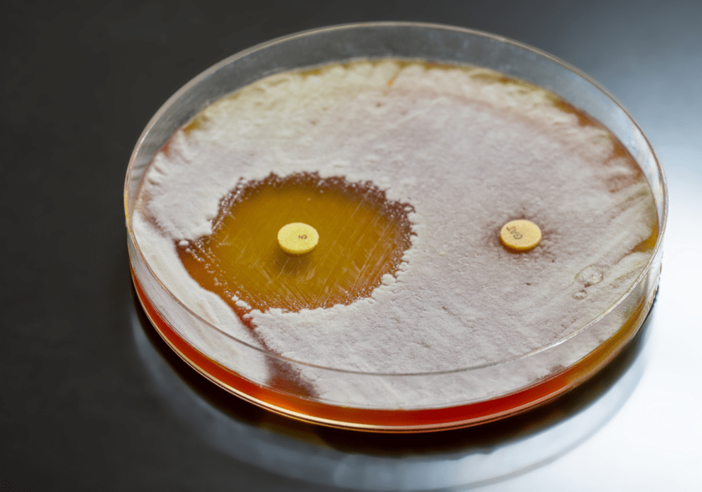 Petri dish, testing microorganisms for antibiotic resistance