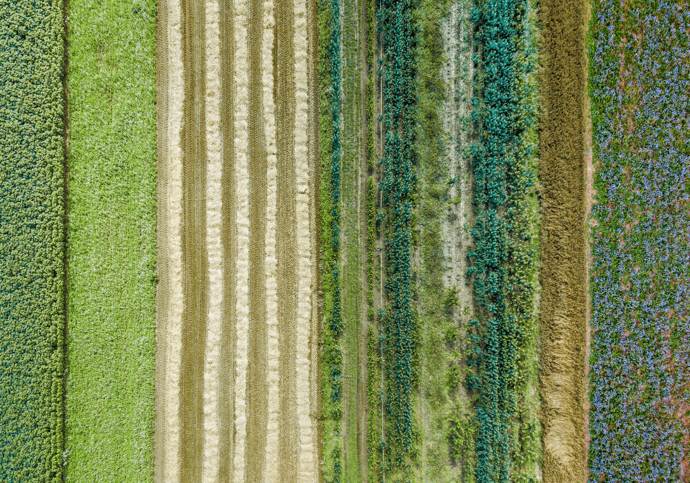 Aerial image of rows of vegetables planted