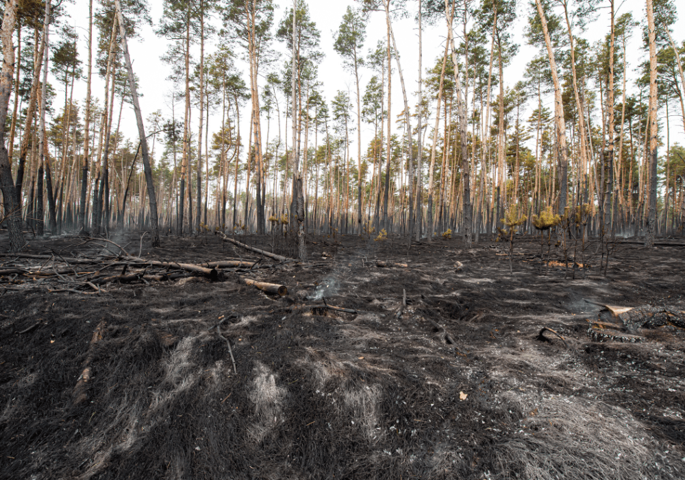 Burnt forest ground after a forest fire