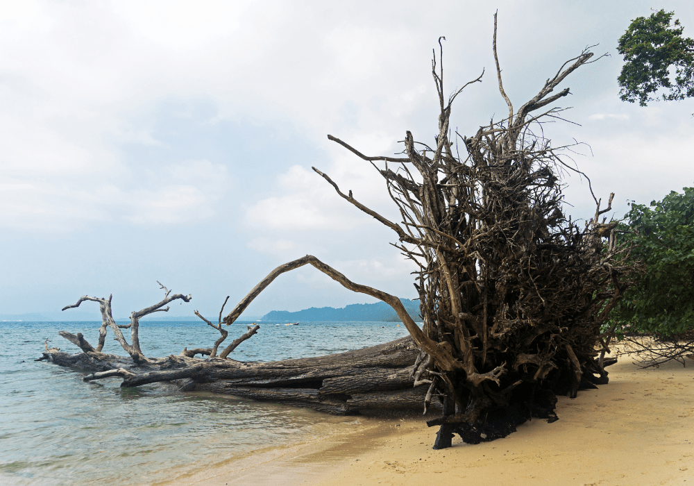 Uprooted tree at Wandoor Beach as a result of 2004 Indian Ocean Tsunami