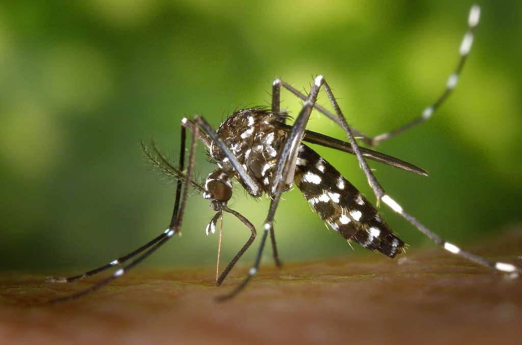 Mosquito resting on a person's skin