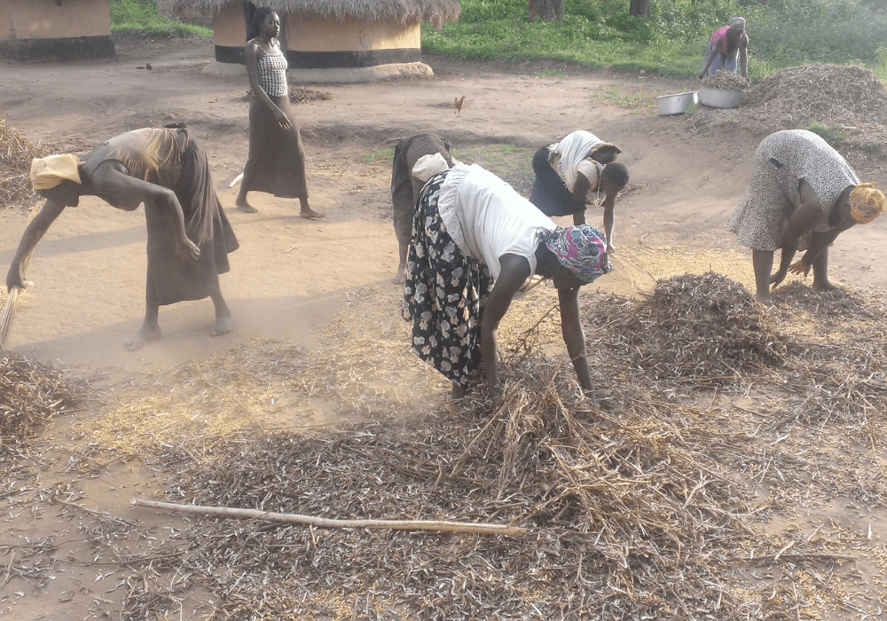 Women in Africa harvest crops, fighting food insecurity.