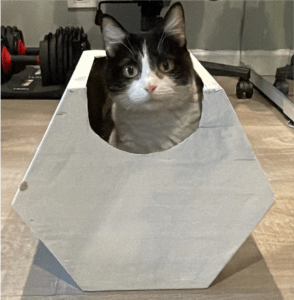 Black and white cat sitting in hexagonal cardboard house painted white.