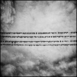 birds on telephone wire