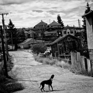 dog on empty street surrounded by dilapidated homes