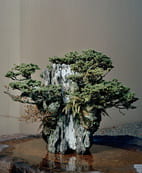 Small bonsai trees on a rock as centerpiece of table