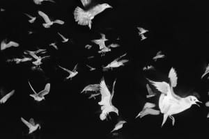 White birds flying against black background