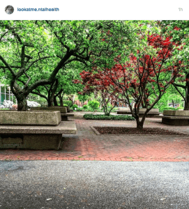 Trees and cement park benches