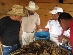 mushrooms growing with a group of men 