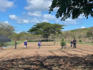 Planting pineapples