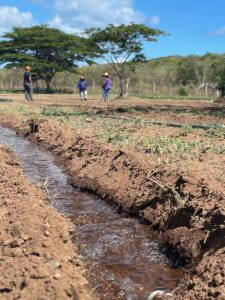 Conditioning soil before planting corn