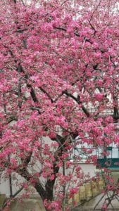 8th Street courtyard in springtime