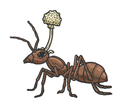 An ant with a mushroom growing in its head