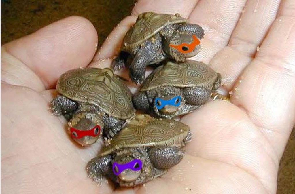 tmnt-1gc5ddo.jpg